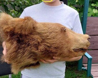 ヒグマ 熊 金毛 剥製 毛皮 絨毯 動物のはく製 - ビンテージ - Etsy 日本