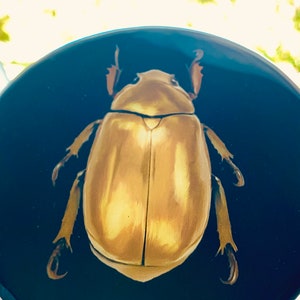 Set of 3 Gold Beetles Wall Decor, Insects Round Gold Wall Art - Etsy