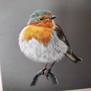 Giclee print of a robin