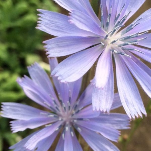 50.000 Saatkörner (50g) Wegwarte (Cichorium intybus) Saatgut für die Bienenweide