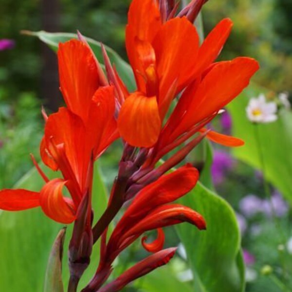 Rote Canna (indisches Blumenrohr) "Brillant" 1 kräftiges Rhizom