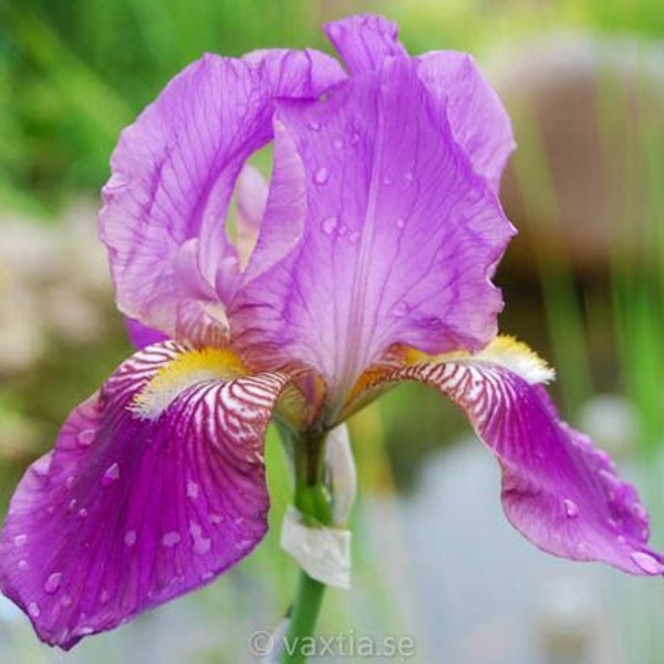 Iris "Germanica Imperator" /Schwertlilie Gr. I / hellviolett-weiß  / Blumenzwiebel