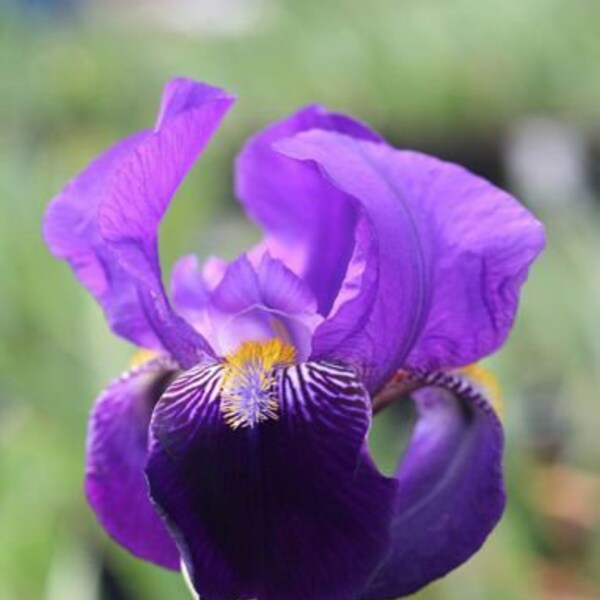 Iris "Germanica Joanna" /Schwertlilie Gr. I / violett / Blumenzwiebel