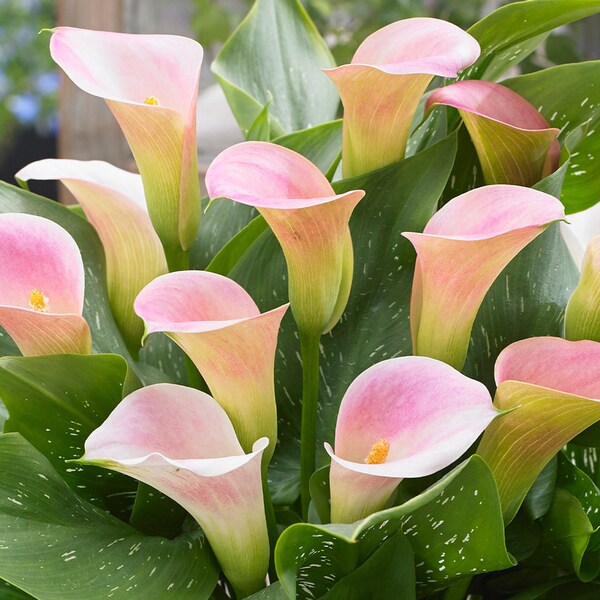 Calla Captain Marrero (Zantedeschia) rosa-weiß (2 Blumenzwiebeln) Gr. 14/16