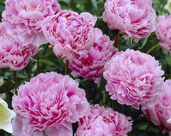 Giant peony rhizome peony "Sarah Bernhardt" (pink filled) 4-6 visible shoots