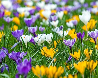 Botanical Crocuses Flower Bulbs Mix (ideal for the meadow/bee pasture) (100/500/1000/5000 pieces)