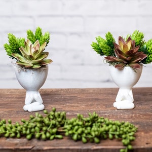 May include: Two small succulent plants in white, footed planters. The succulents have green and reddish-brown leaves, and are surrounded by green, cone-shaped foliage. A strand of small, green, bead-like plants is in the foreground.