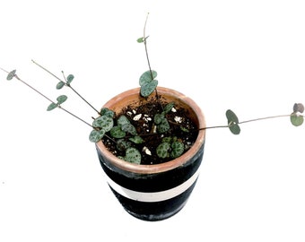 Strings of Hearts | Ceropegia Woodii | Rosary Vine | Live Indoor Houseplant with Terra Cotta pot