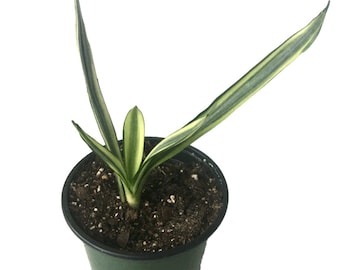 White Sansevieria trifasciata 'Bantel's Sensation' - 4" pot size-live plant-Snake plant