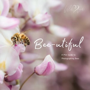 Op de afbeelding: Een bij verzamelt nectar van een roze bloem. De afbeelding heeft de titel "Bee-utiful" en is een mini-gids voor het fotograferen van bijen.