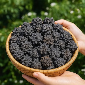 Natural Prophecy Stone, Raw Rough Metaphysical Crystals ,Mineral Specimens, Egypt Prophecy