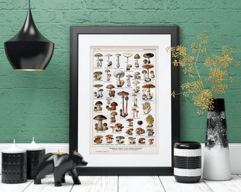 Vintage Nature Taxonomy Poster | Mushrooms and Fungi | Printable Digital Download | Vintage Art Print