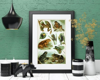 Vintage Nature Taxonomy Poster | Frogs and Toads | Printable Digital Download | Vintage Art Print