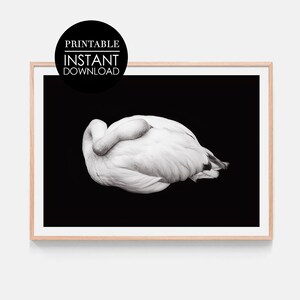 Schlafender Flamingo Druck, Minimalistisch, Schwarz Weiß, Flamingo Wandkunst, Vogel Poster, druckbare Kunst, moderne Wandkunst, Digitaldruck, Monochrome