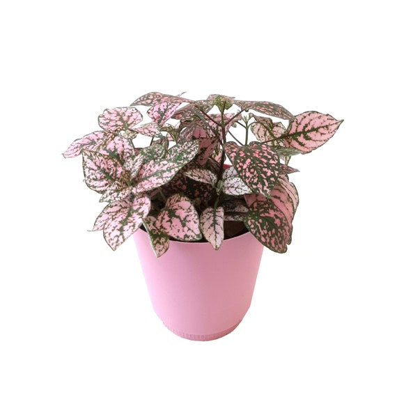 Pink Polka Dot Plant Hypoestes Phyllostachya Freckle Face - Etsy