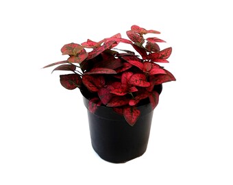 Freckle Face Plant Etsy