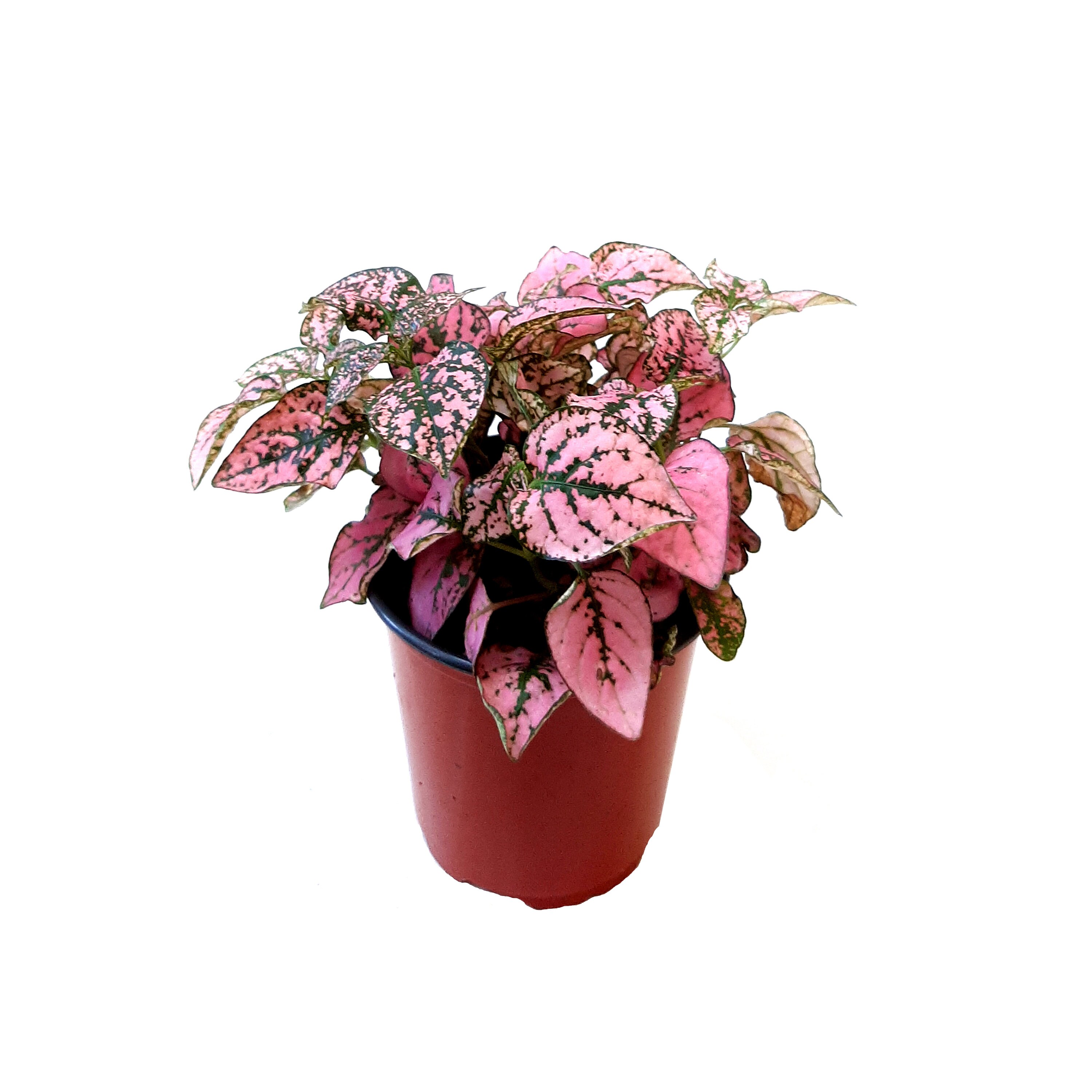 Pink Polka Dot Plant Hypoestes Phyllostachya Freckle Face Etsy