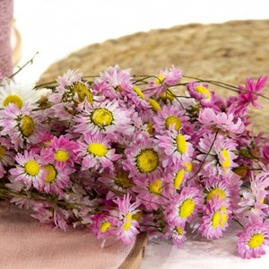 Pink Dried Flower Bunch, Acroclinium Pink, Straw Flowers Bouquet, Preserved  Helipterum, Dried Paper Daisies, Roseum Flower, Wedding Decor 