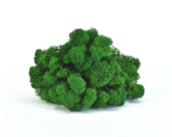 Preserved Reindeer Moss: Stabilized Lichen for Moss Wall Art Decor