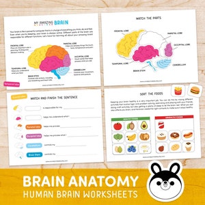 Human Brain Preschool Worksheet, Brain Anatomy Matching Activities ...