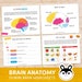 Human Brain Preschool Worksheet, Brain Anatomy Matching Activities ...