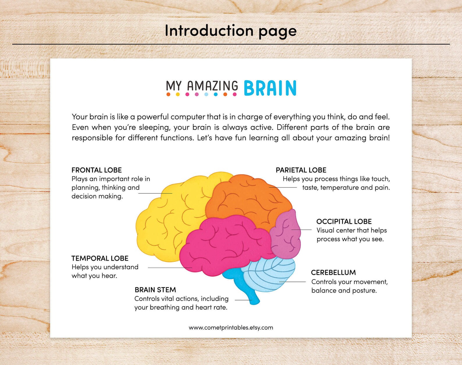 Human Brain Preschool Worksheet, Brain Anatomy Matching Activities ...