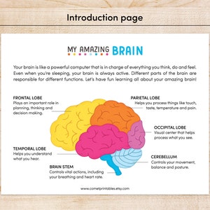 Human Brain Preschool Worksheet, Brain Anatomy Matching Activities ...
