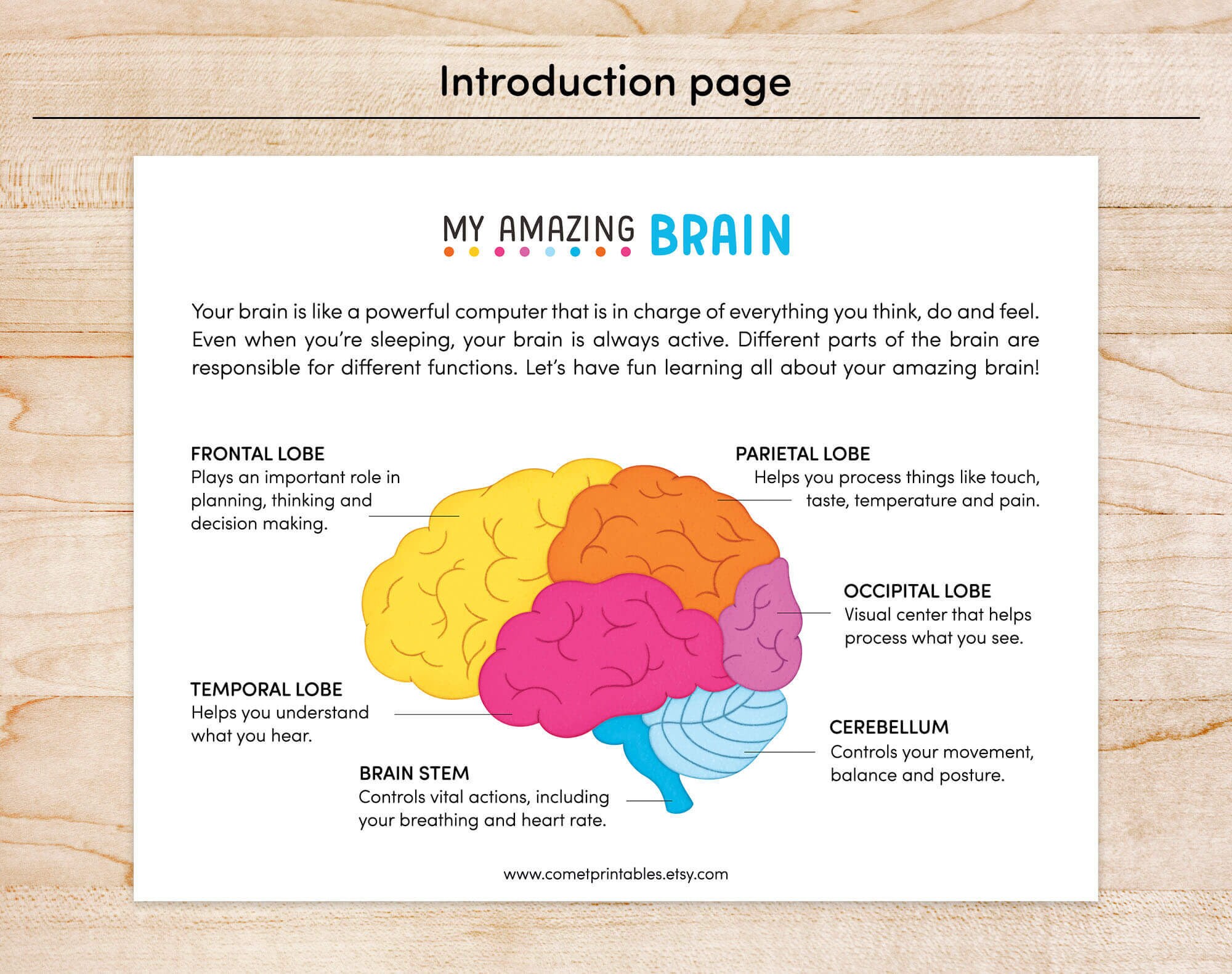 Human Brain Preschool Worksheet, Brain Anatomy Matching Activities ...