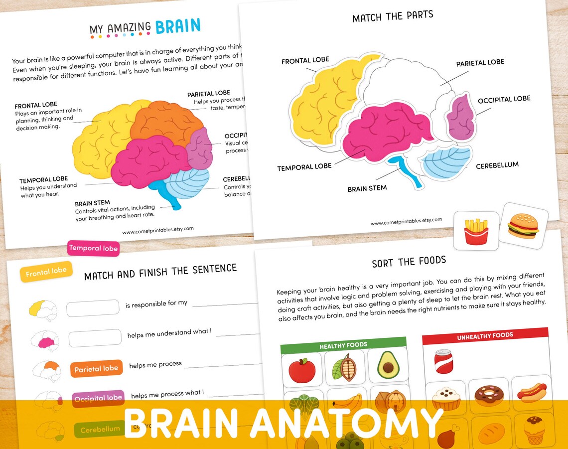 Human Brain Preschool Worksheet Brain Anatomy Matching | Etsy