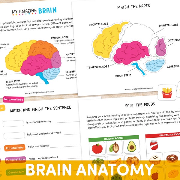 Printable Human Anatomy Worksheets Etsy