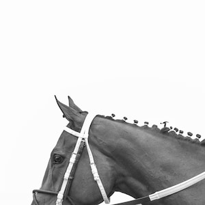 Equestrian Art, Thoroughbred, Horse Racing, Horse Art, Print, Printable Wall Art, Modern Art, Kentucky Art, Digital Download, Black & White