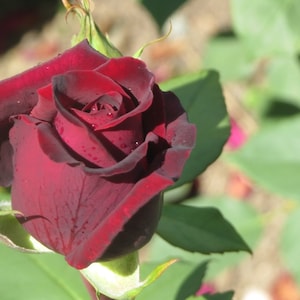 Scarlet Rose