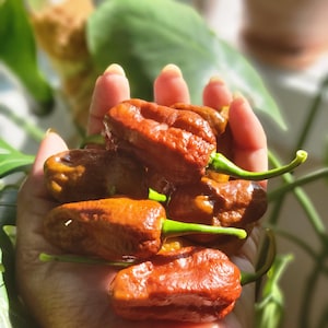 Devil&#39;s Tongue Chocolate Pepper Seeds