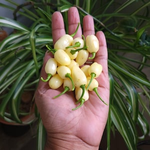 May include: A handful of small, pale yellow peppers with green stems. The peppers are oval-shaped and appear fresh. The background features green foliage, suggesting a natural setting. The peppers are the focal point, showcasing their color and form.