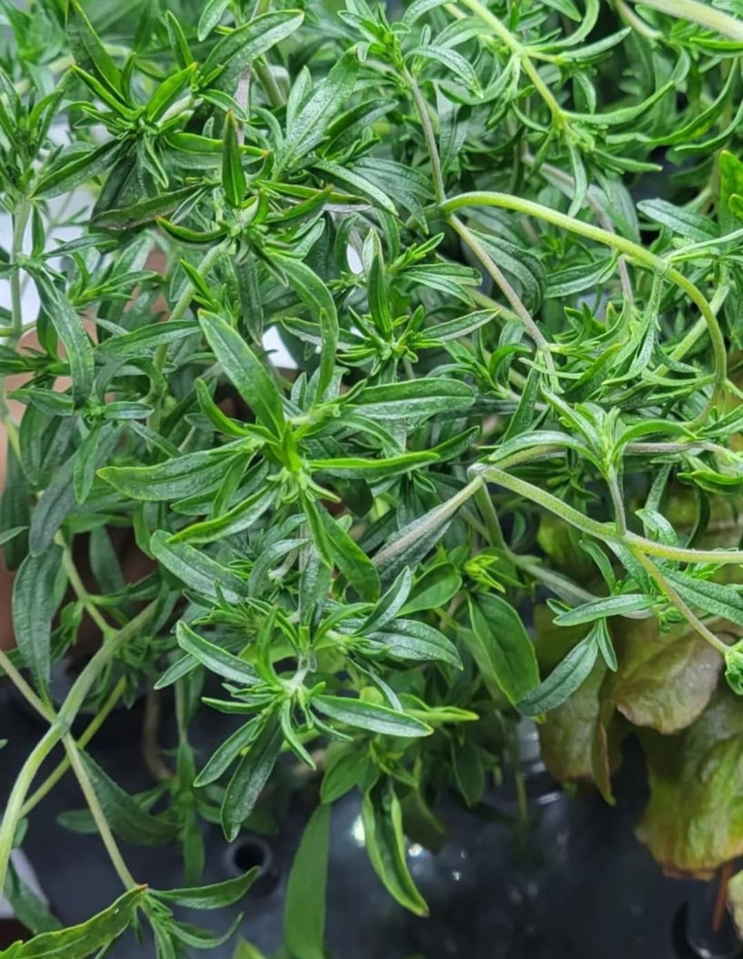 Summer Savory (herb) Etsy