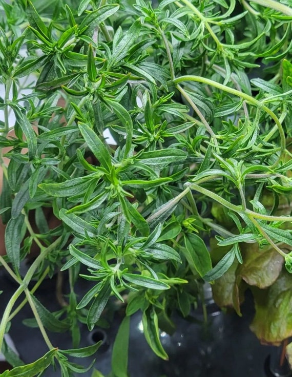 Savory Herb savory-herb