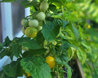 Orange Hat Micro Dwarf Tomato Seeds