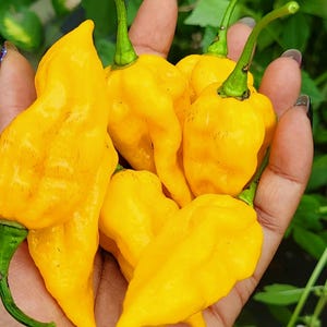 Fatalii Pepper Seeds (Organic)