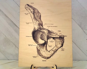 Anatomical Pelvis and Acetabulum Bone Plaque, Medical Office Decor, Gift for Doctor, Nurse, Medical Student, Cottagecore Goth