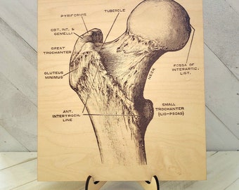 Anatomical Femur Bone Plaque, Medical Office Decor, Gift for Doctor, Nurse, Medical Student, Cottagecore Goth Decor