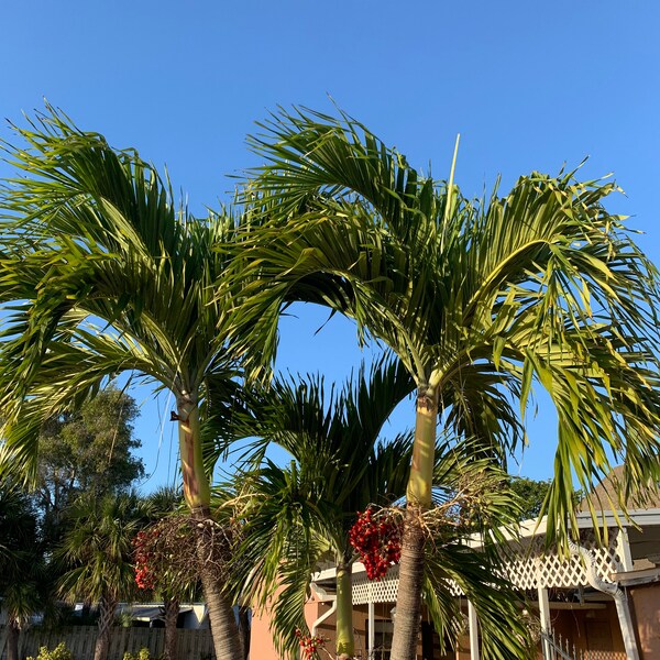 Palm Tree Christmas Etsy