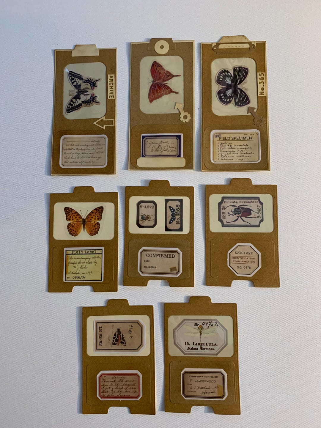 Single Insectos Cards 8 Insect Specimen Cards - Etsy