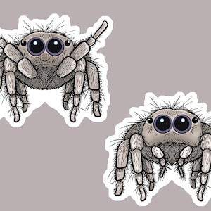 Cute Fuzzy Jumping Spider Vinyl Sticker | Arachnid Laptop Stickers | Water Bottle Sticker | Car Decal