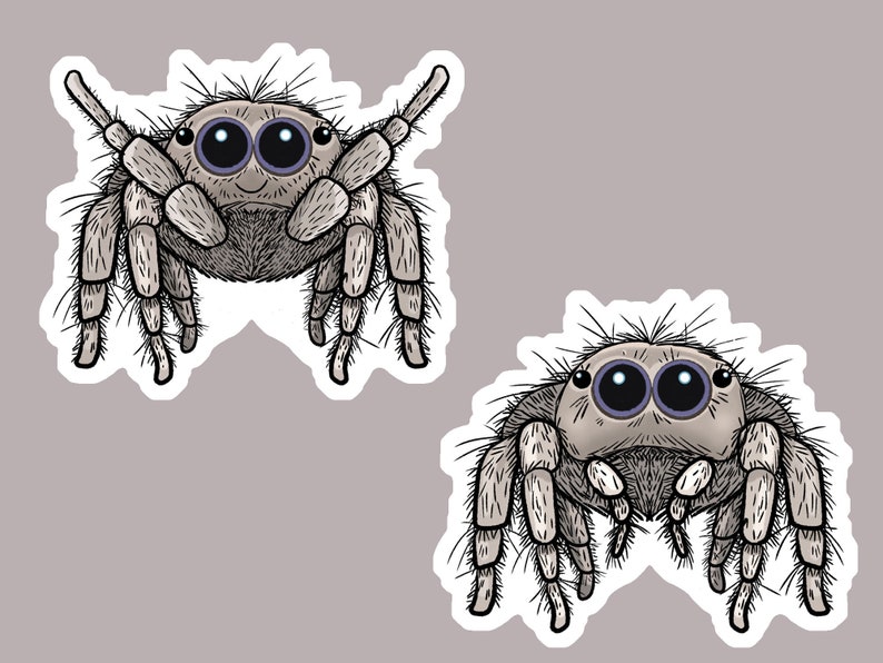 May include: Two stickers of cartoon jumping spiders. The spiders are grey with large, dark eyes and hairy legs. One spider has its arms raised, the other is in a relaxed pose. The stickers have a white border.