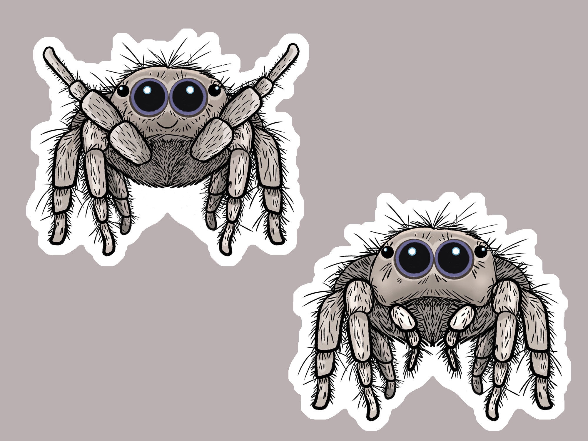 Sticker Spider Rectangular Cute Fuzzy Jumping Spider Vinyl Sticker | Arachnid Laptop Stickers ...