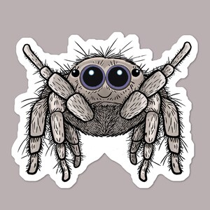 May include: A sticker depicting a cartoon jumping spider. The spider has a round body, large blue eyes, and grey, segmented legs. The design is outlined in black, with a white border, and is set against a grey background.