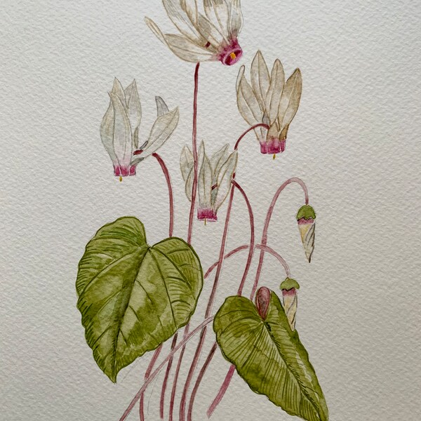 Original Aquarell A4, Cyclamen botanische Illustration