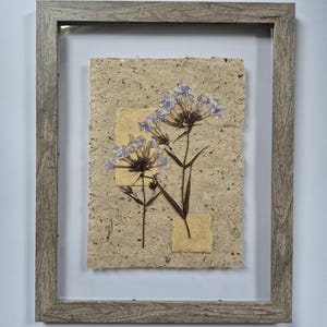 Pressed Lily of the Nile