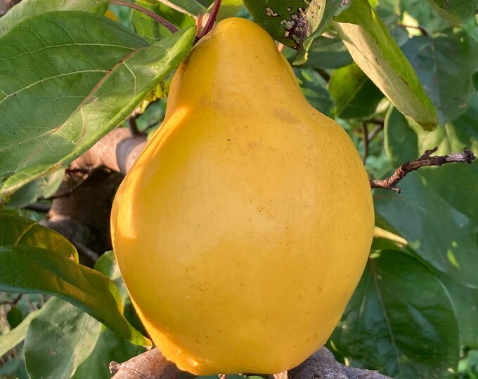 Pineapple Quince Seeds cydonia Oblonga Fruit Tree Seeds, Rare Seeds 15