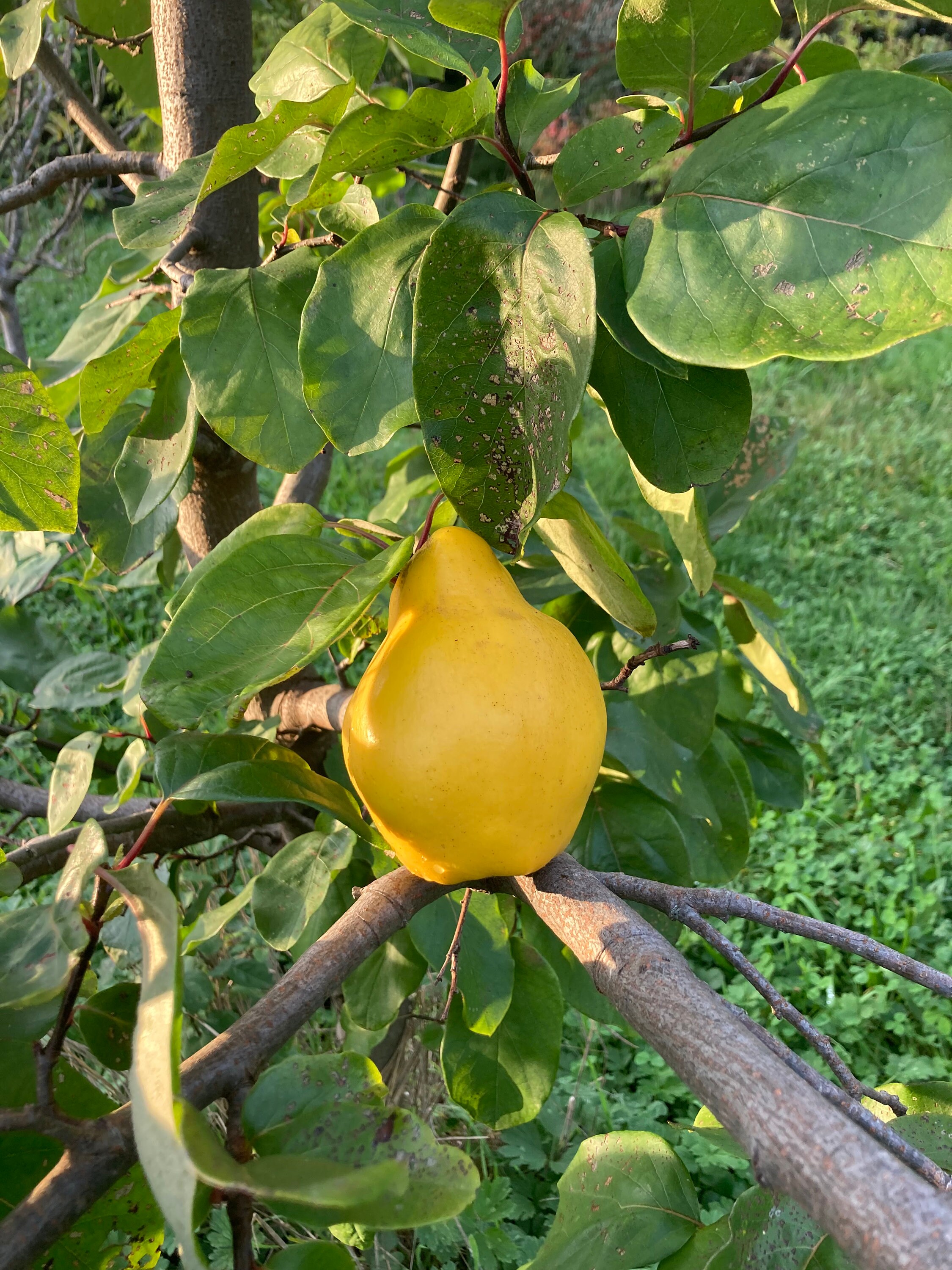 Pineapple Quince Seeds cydonia Oblonga Fruit Tree Seeds Etsy